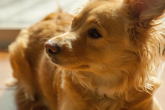 debería conseguir un kokoni