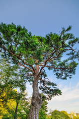 Pine trees and blue sky