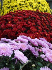 Closeup of Chrysanthemums plants in Fall #2