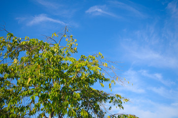Leaves of tree and blue sky
