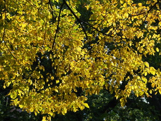 Naklejka premium Yellow leafed tree in fall in park #3