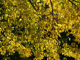 Yellow leafed tree in fall in park #2