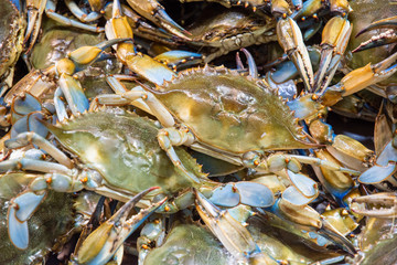 Blue crabs for sale at the the DC Fish Market on Maine Ave SW in Washington, DC.