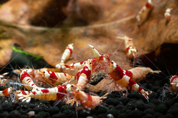 Crystal red shrimp swarm eat aquarium pets hobby nature wild life
