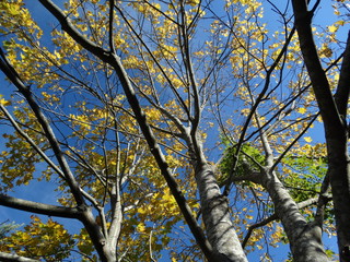 partially barren fall trees with leaves