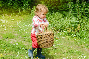 lovely little girl picking eggs in the garden