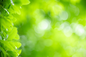 Naklejka premium Nature of green leaf in garden at summer. Natural green leaves plants using as spring background cover page greenery environment ecology wallpaper
