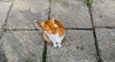 Cat looks back - angry cat dont want to be photographed