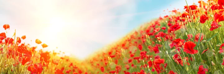 Poster Web banner 3:1. Red poppy flowers field on hills with sun lights. Spring background © thayra83