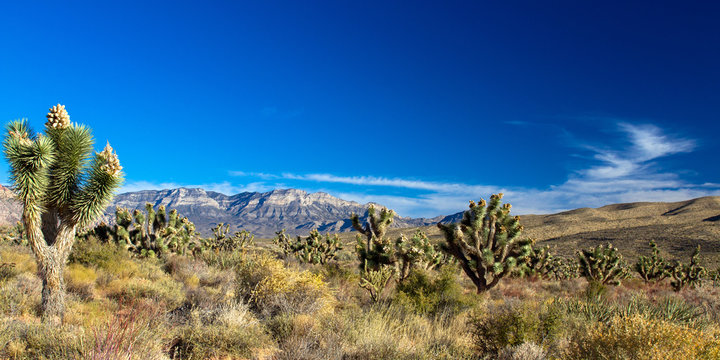 Beautiful panorama of Joshua Trees and mountains in Nevada's Mojave Desert