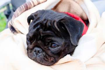 Cute beautiful black frozen pug wrapped in a warm blanket. Full-face close-up view.