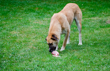 Dog eating meat in the garden - green grass in the background