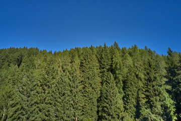 Plantation of spruce trees. Top down aerial view. Green spruce on the slope aerial view from the side. In the background a clear blue sky