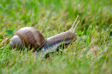 Snail sliding slowly in the garden - in a sunny summer morning