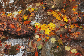 Autumn orange leaves on the ground near a stream in the forest, filled with autumn red and yellow foliage.