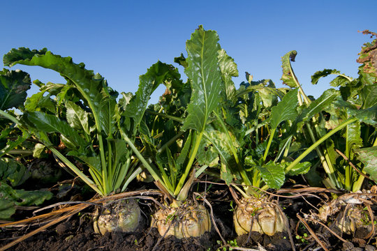 Close-up of Sugar beet, growing on a field under a blue sky