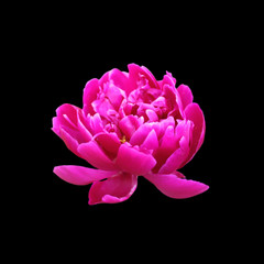 Beautiful pink peony isolated on a black background