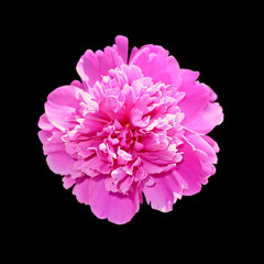 Beautiful pink peony isolated on a black background