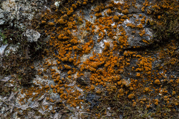 Small mushroom on the stone wall