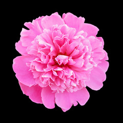 Beautiful pink peony isolated on a black background