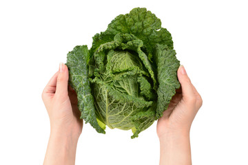 Green cabbage isolated on white background. In woman hands.