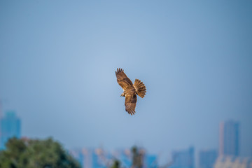 Eastern Marsh Harrier in Mai Po Marshes, Hong Kong (formal name:Circus spilonotus)