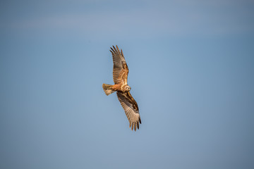 Eastern Marsh Harrier in Mai Po Marshes, Hong Kong (formal name:Circus spilonotus)