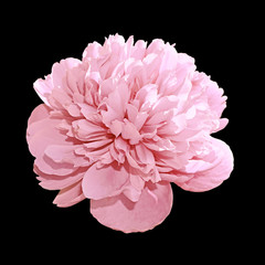 Pale pink peony isolated on a black background