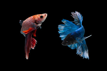 Fototapeta premium Fighting fish on black isolate background