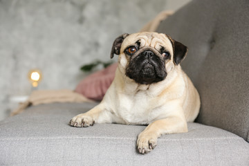 Funny dreamy pug with sad facial expression lying on the grey textile couch with blanket and cushion. Domestic pet at home. Purebred dog with wrinkled face. Close up, copy space, background.