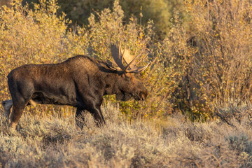 Bull Shiras Moose in Grand teton National Park Wyoming in Autumn