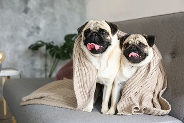 Two funny dreamy pugs with sad facial expression lying on the grey textile couch with blanket and...