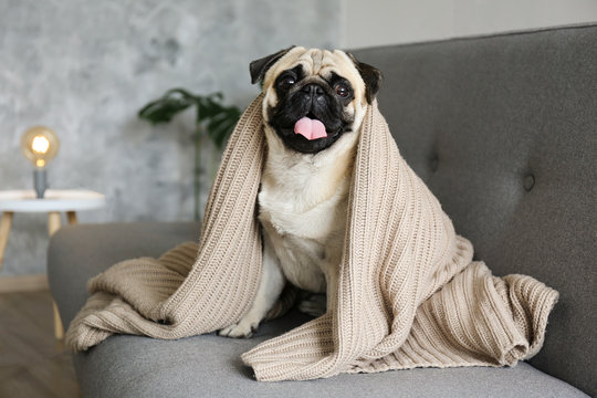 Funny dreamy pug with sad facial expression lying on the grey textile couch with blanket and cushion. Domestic pet at home. Purebred dog with wrinkled face. Close up, copy space, background. - Powered by Adobe