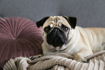 Funny dreamy pug with sad facial expression lying on the grey textile couch with blanket and cushion. Domestic pet at home. Purebred dog with wrinkled face. Close up, copy space, background.