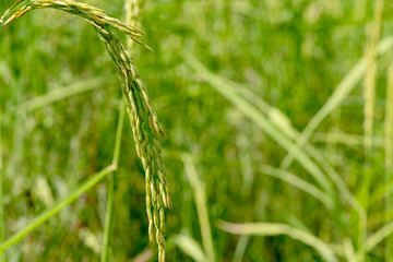 Fototapeta na wymiar Image of close up of yellow green rice field.