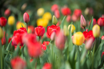 Colorful Field Of Tulips, Spring Flowers