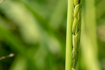 Image of close up of yellow green rice field.