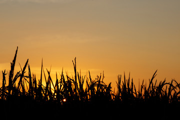 Fototapeta na wymiar Image of close up of color golden rice field beautiful.