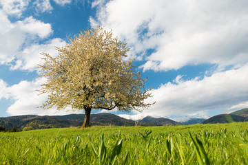 Blooming Seasons of Flowering Cherry Trees, Alone Cherry Tree on Meadow Under Mountains