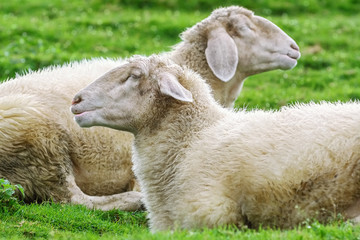 Sheeps on the Grass