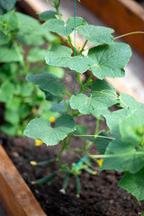 organic seedlings flowering in greenhouse cucumbers