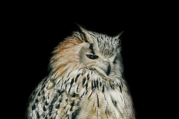 Owl over Black Background