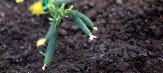 organic seedlings flowering in greenhouse cucumbers
