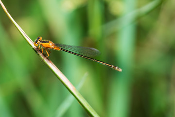 Image of dragonfly perched on the grass top in the nature.