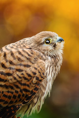 Common Kestrel (Falco Tinnunculus)