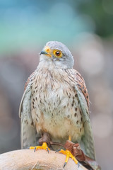 Common Kestrel (Falco Tinnunculus)