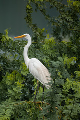 Obraz premium Great Egret, Jaipur, rajasthan, Induia