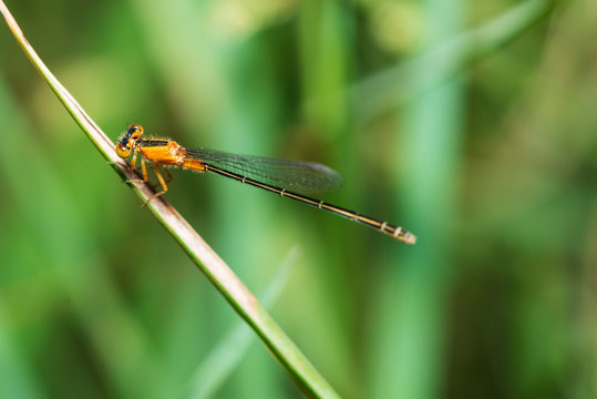 Image of dragonfly perched on the grass top in the nature.