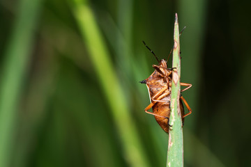 Assassin bugs ,Orange and black (Rhinocoris annulatus)on green leavesIn nature.