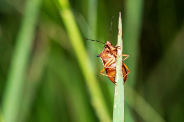 Assassin bugs ,Orange and black (Rhinocoris annulatus)on green leavesIn nature.